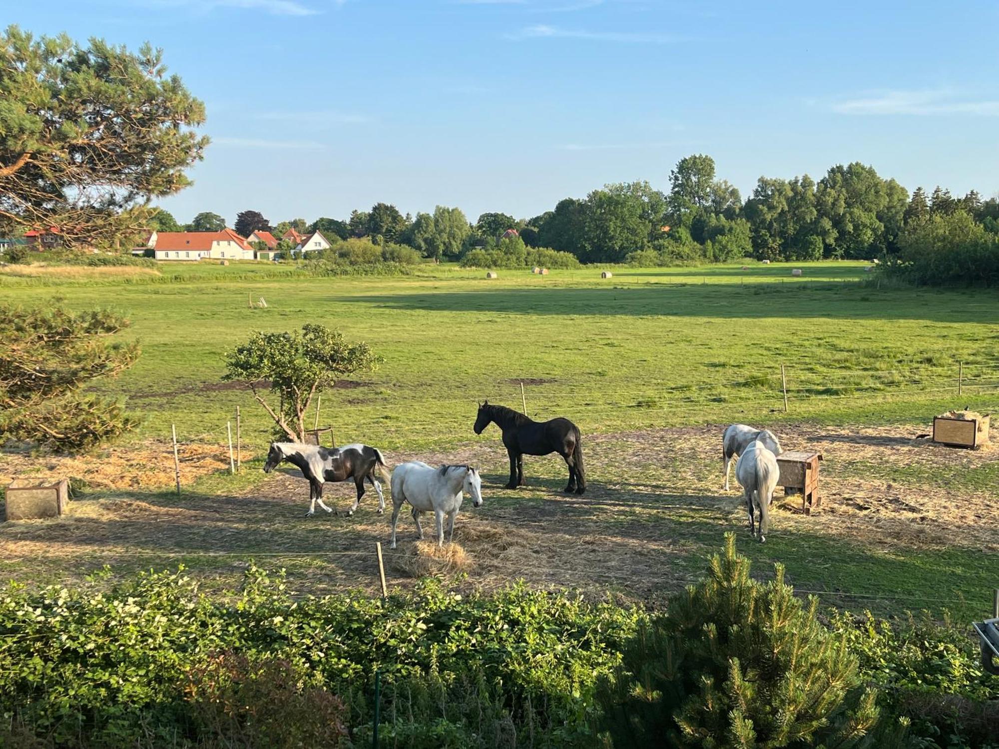 Boddenblick Wiek auf Rügen
